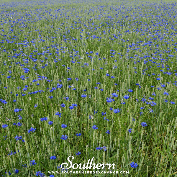 Blue Cornflower Seeds