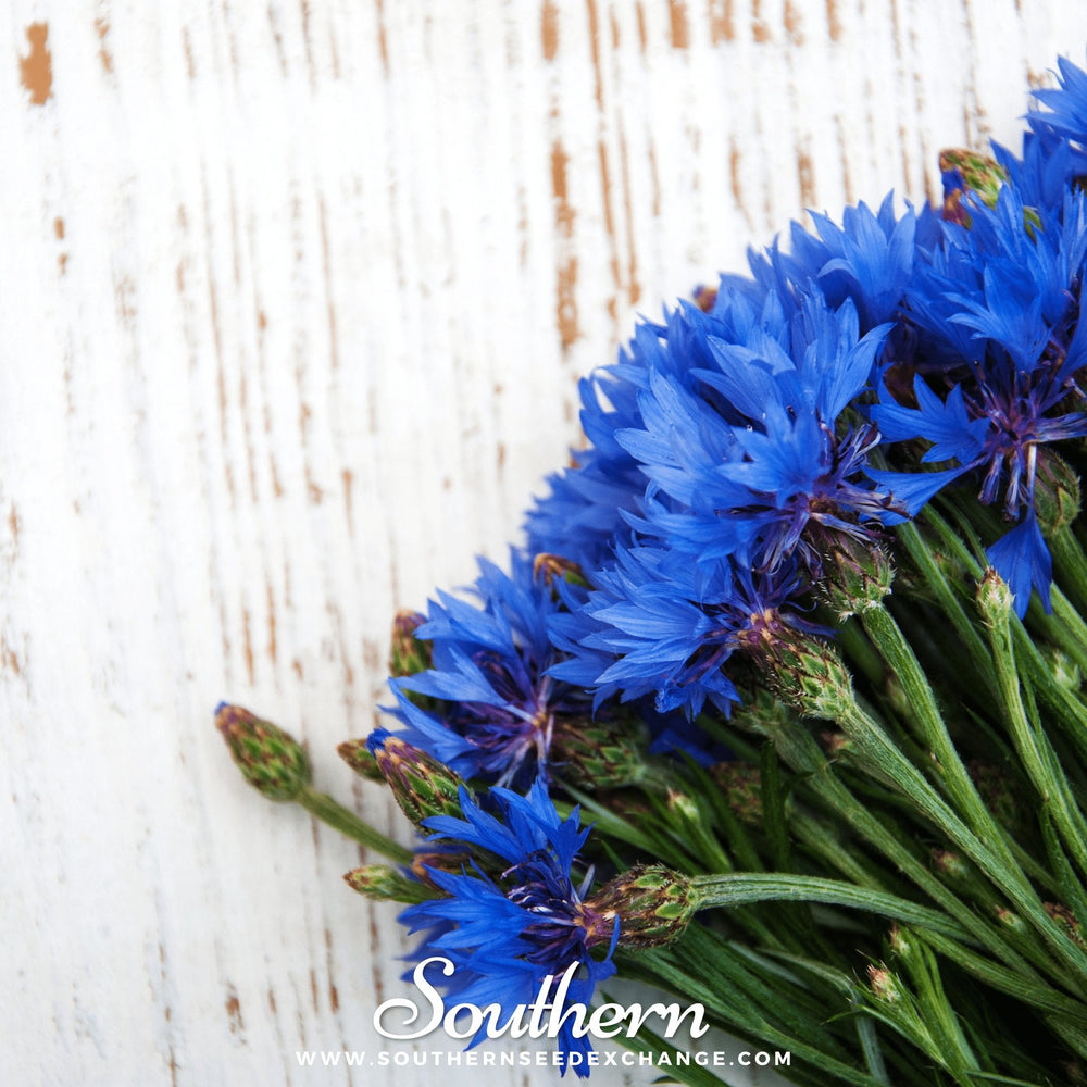 Blue Cornflower Seeds