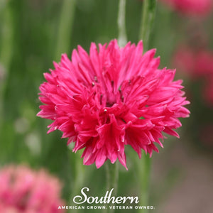 Red Cornflower Seeds