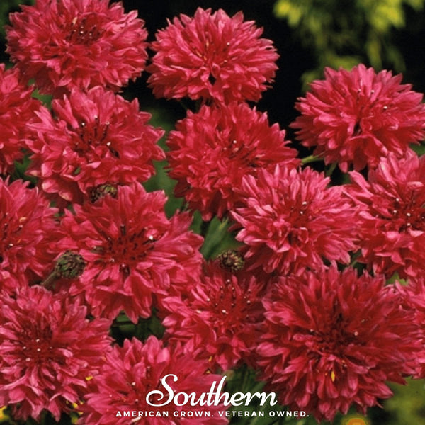Red Cornflower Seeds