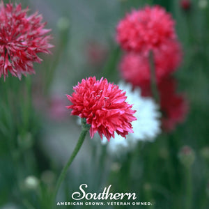 Red Cornflower Seeds