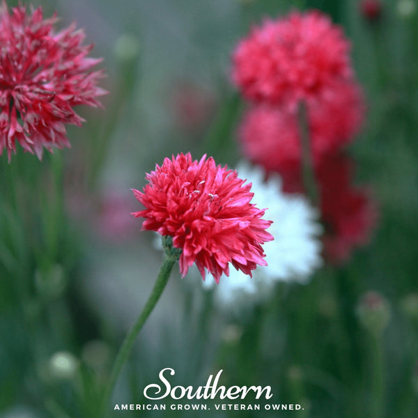 Red Cornflower Seeds