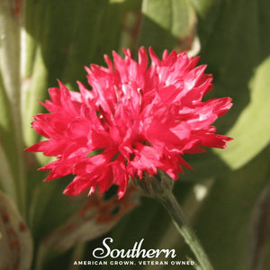 Red Cornflower Seeds