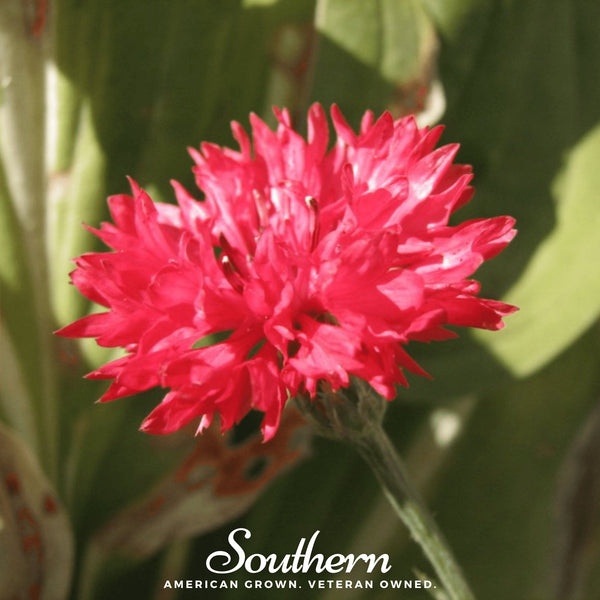Red Cornflower Seeds