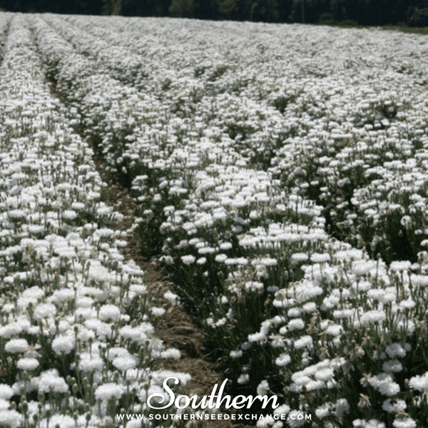 White Cornflower Seeds