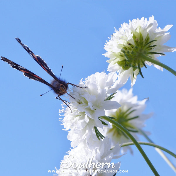 White Cornflower Seeds