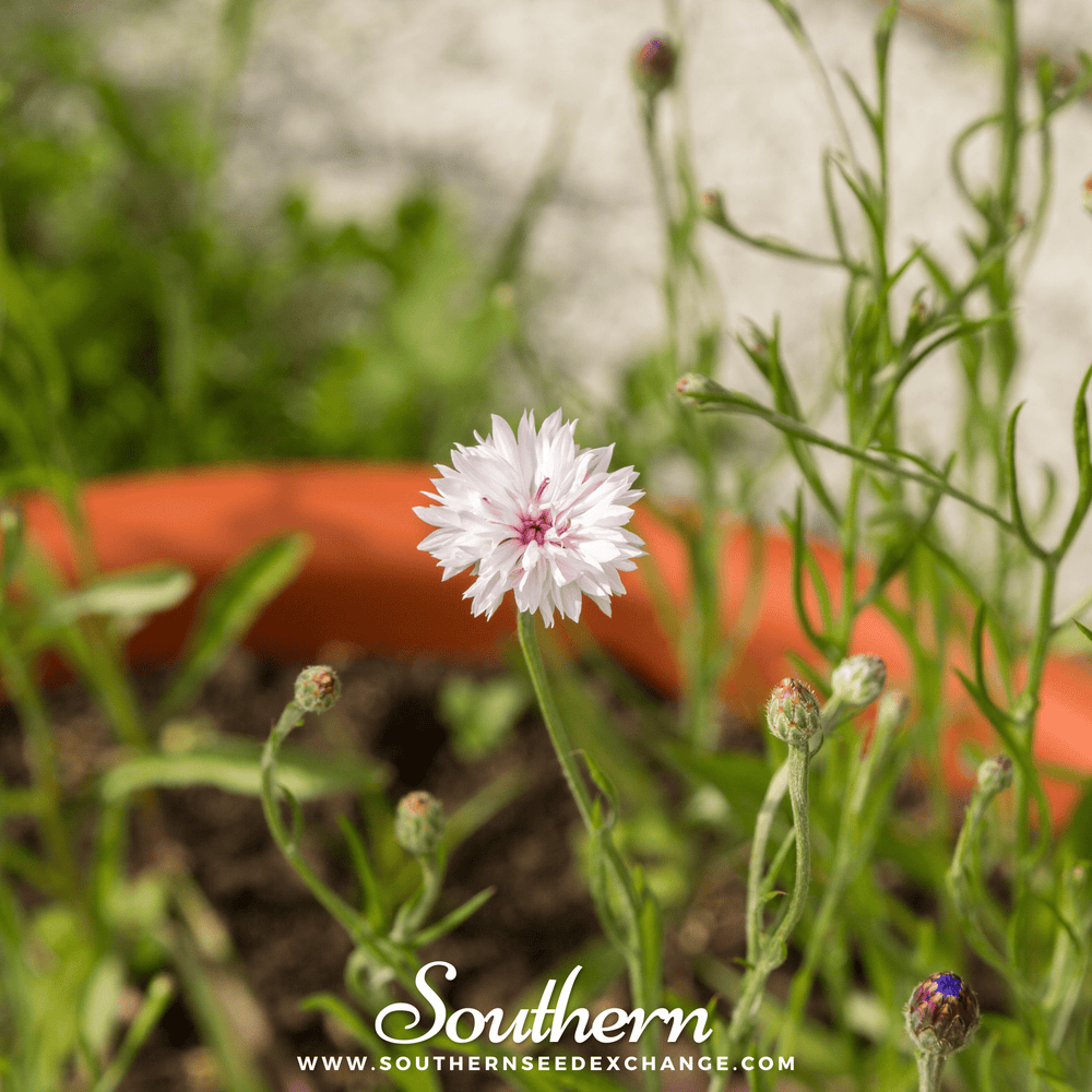 White Cornflower Seeds