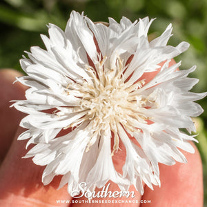 White Cornflower Seeds