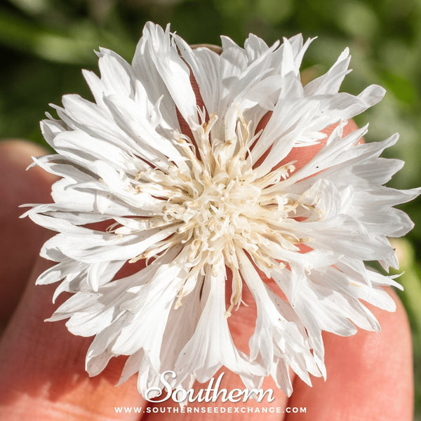 White Cornflower Seeds