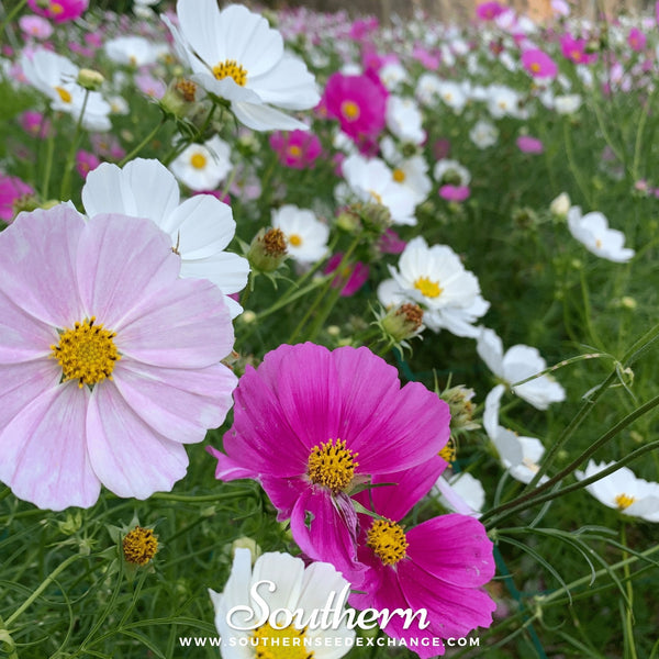 Dwarf Cosmos Seed Mix