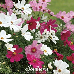 Dwarf Cosmos Seed Mix