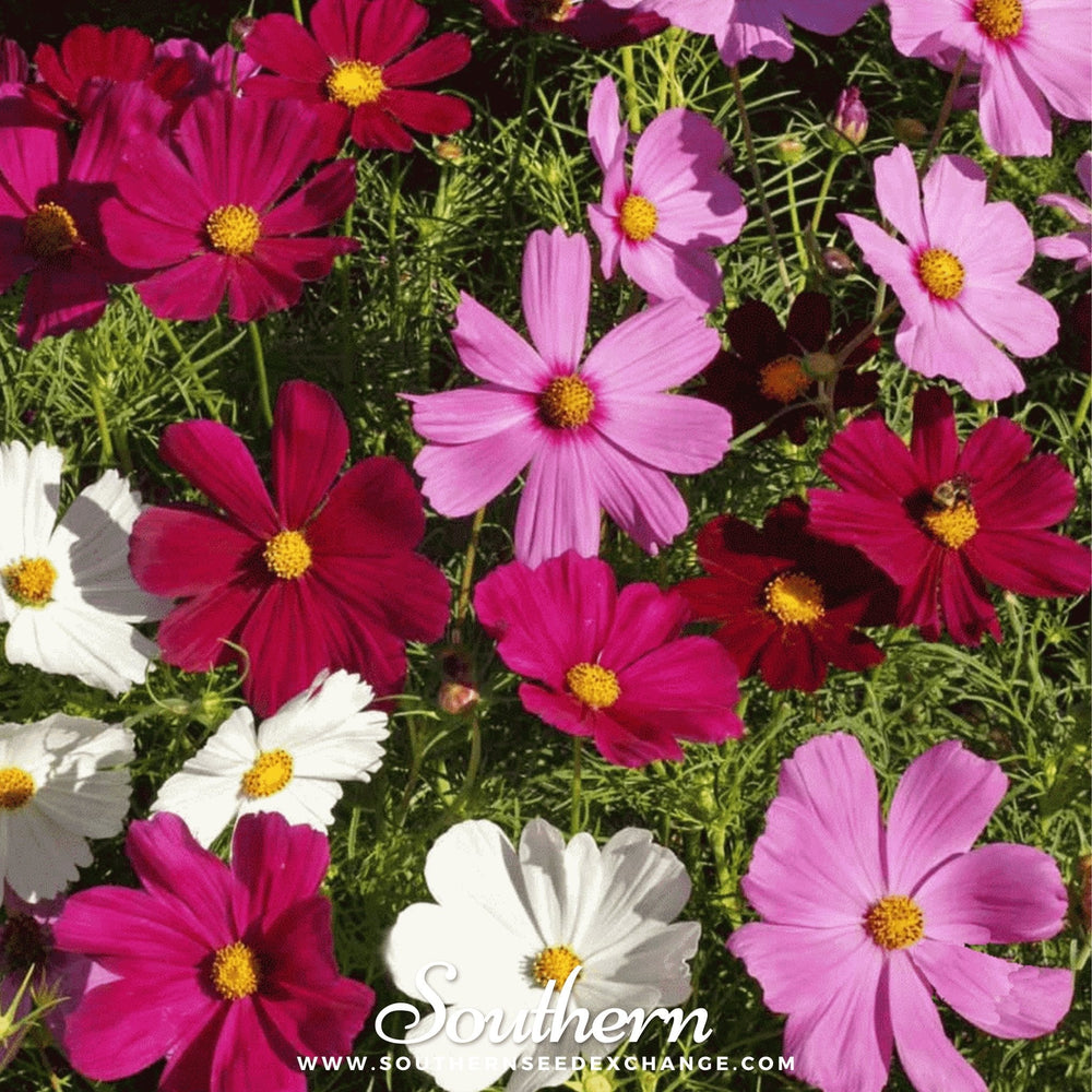 Dwarf Cosmos Seed Mix