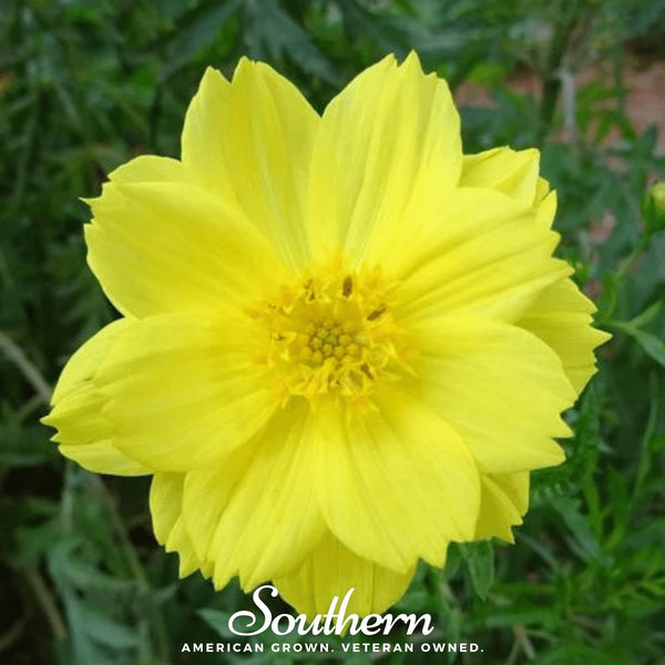 Lemon Sulphur Dwarf Cosmos Seeds