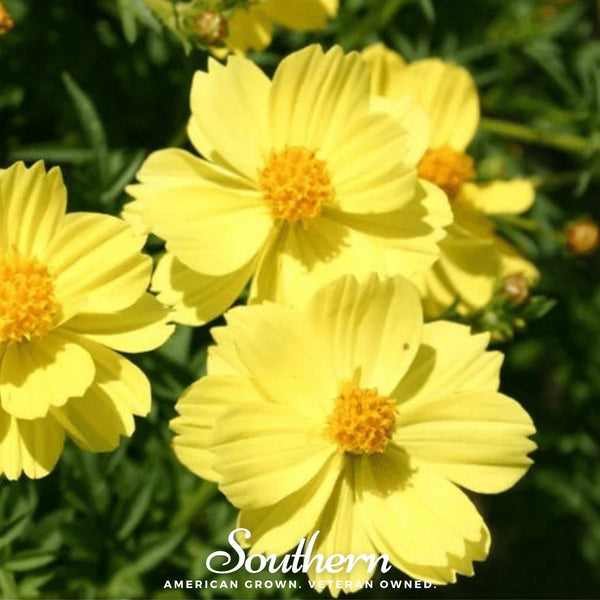 Lemon Sulphur Dwarf Cosmos Seeds