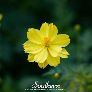 Lemon Sulphur Dwarf Cosmos Seeds