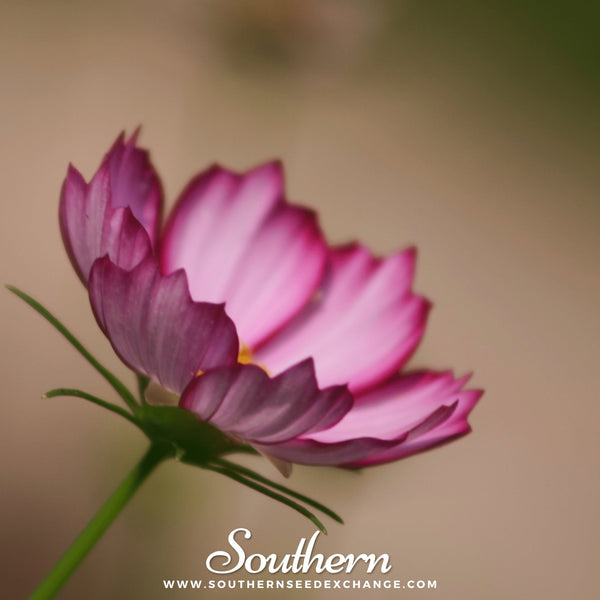 Picotee Cosmos Seeds