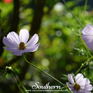 Purity Cosmos Seeds