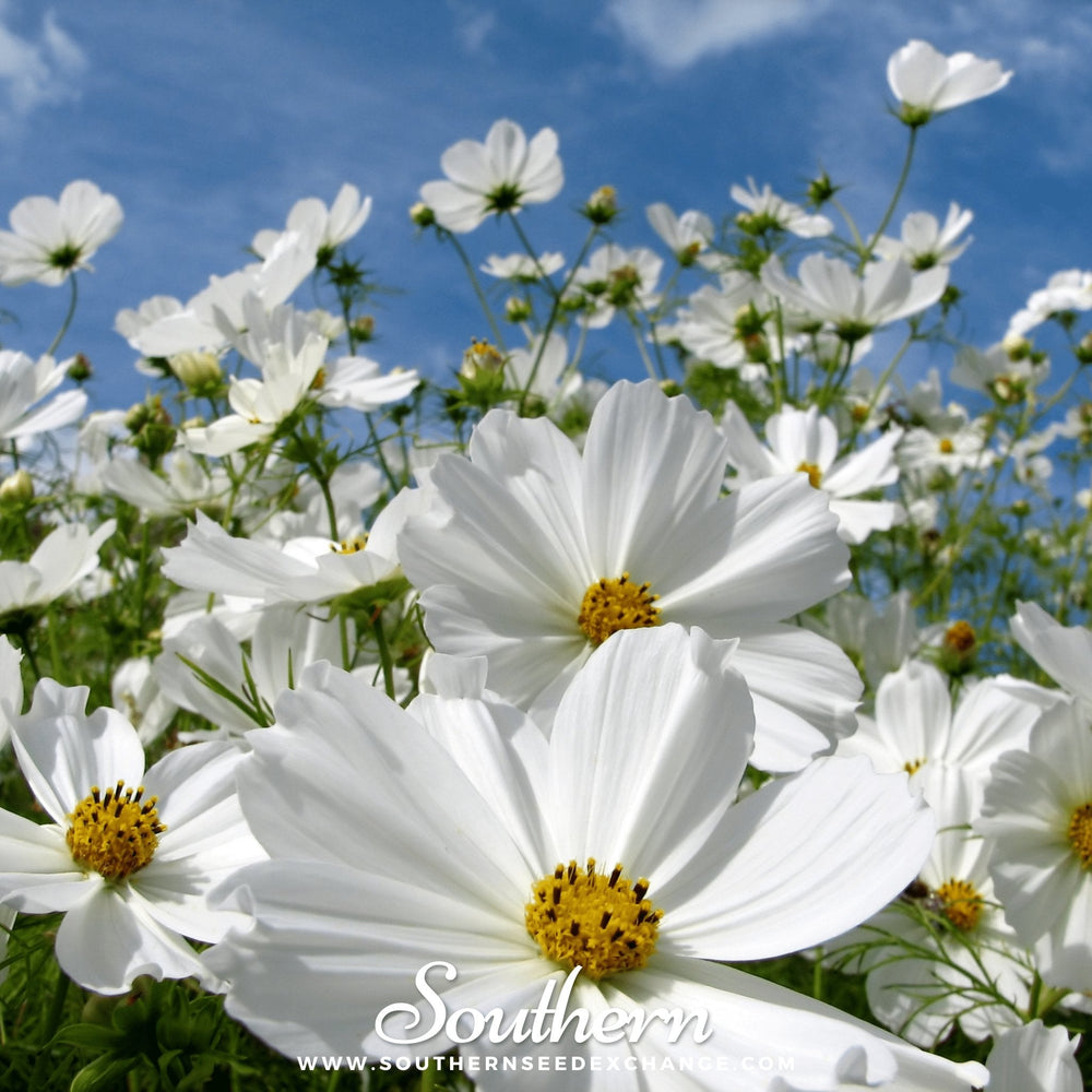 Purity Cosmos Seeds