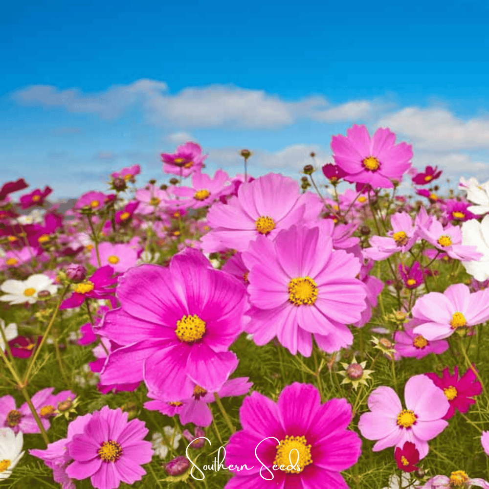 Radiance Cosmos Seeds