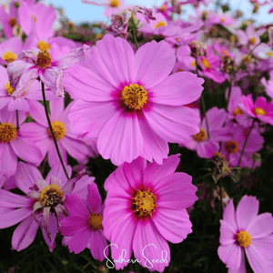 Radiance Cosmos Seeds