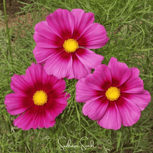 Radiance Cosmos Seeds