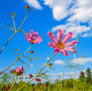 Sea Shells Cosmos Seeds