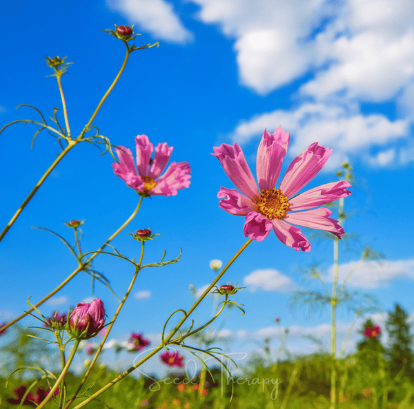 Sea Shells Cosmos Seeds