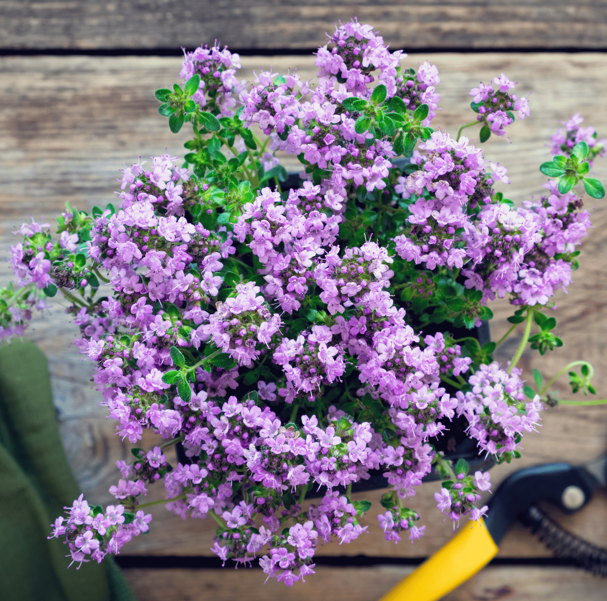 creeping thyme flower seed mat Creeping Thyme Seeds