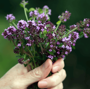 Creeping Thyme Seeds