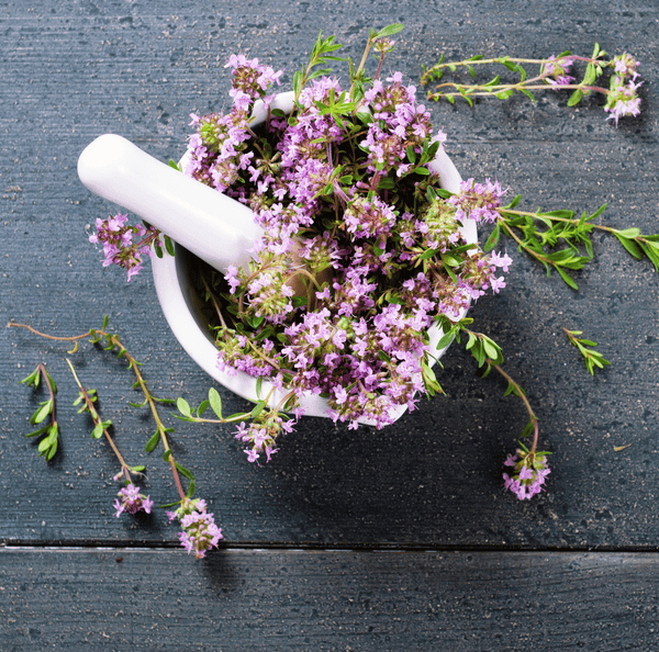 Creeping Thyme Seeds