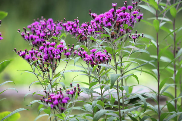 Missouri Ironweed Seeds