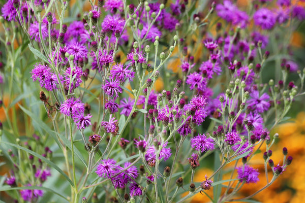 Missouri Ironweed Seeds