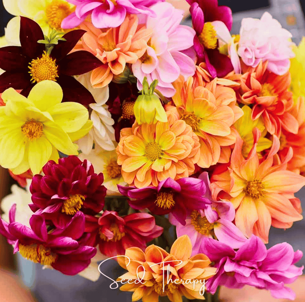 Early Bird Dahlia Seeds