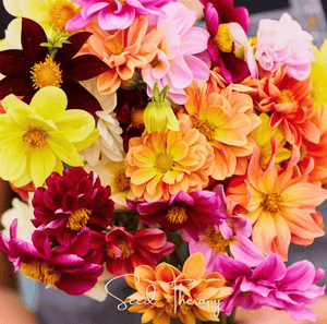 Early Bird Dahlia Seeds