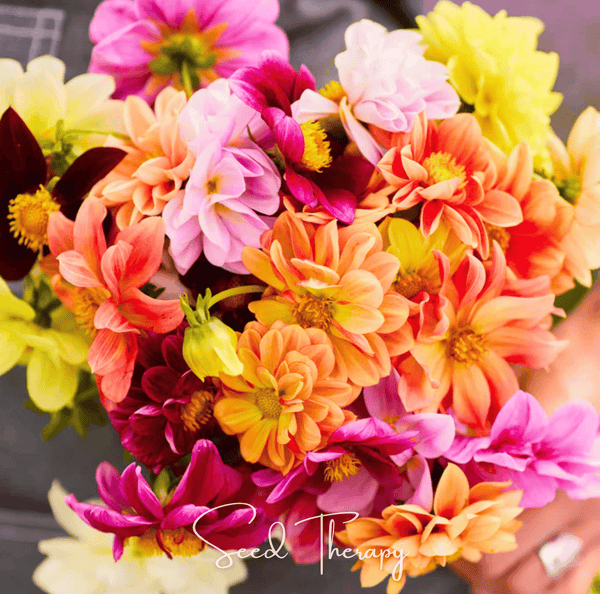 Early Bird Dahlia Seeds