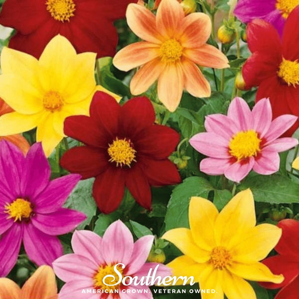 Mignon Dahlia Seed Mix