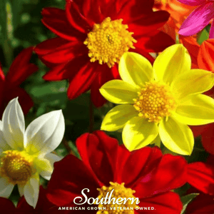 Mignon Dahlia Seed Mix