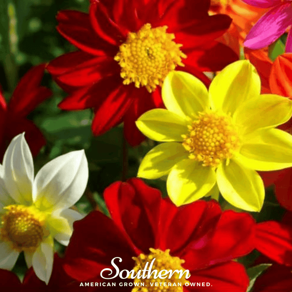 Mignon Dahlia Seed Mix