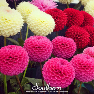 Pompon Dahlia Mix Seeds