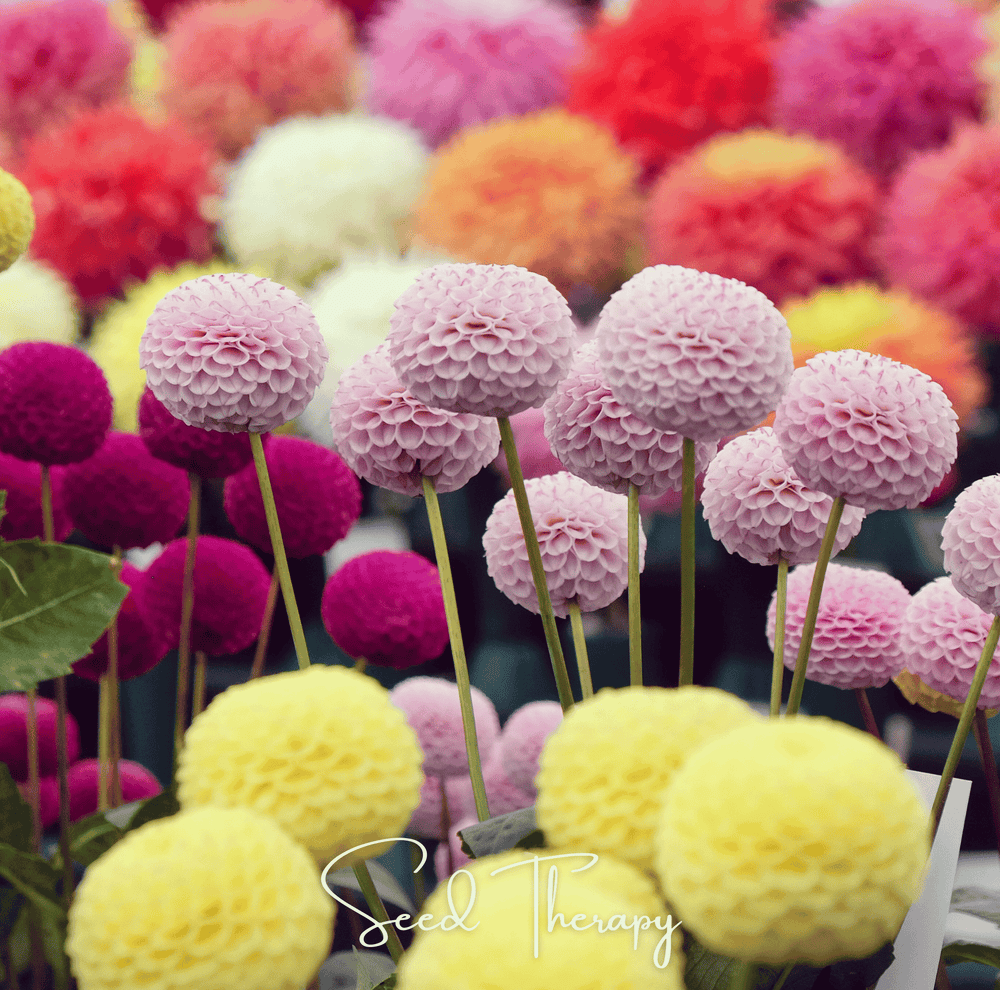 Pompon Dahlia Mix Seeds