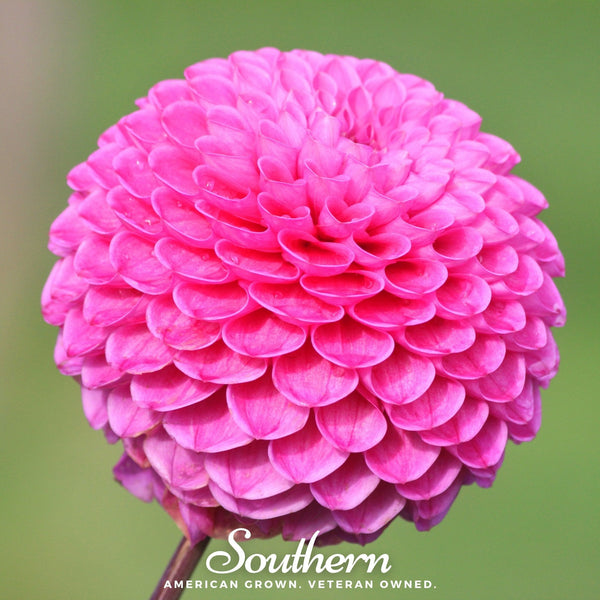 Pompon Dahlia Mix Seeds