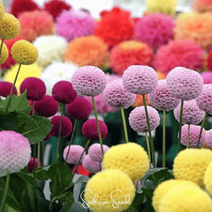 Pompon Dahlia Mix Seeds