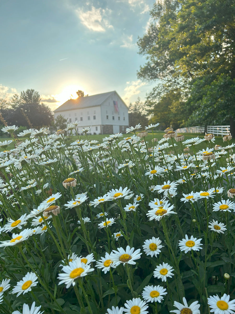 Field of white flowers with a barn in the background

