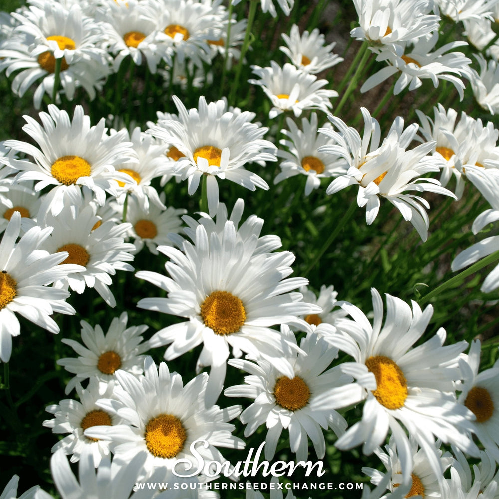 Alaska Shasta Daisy Seeds