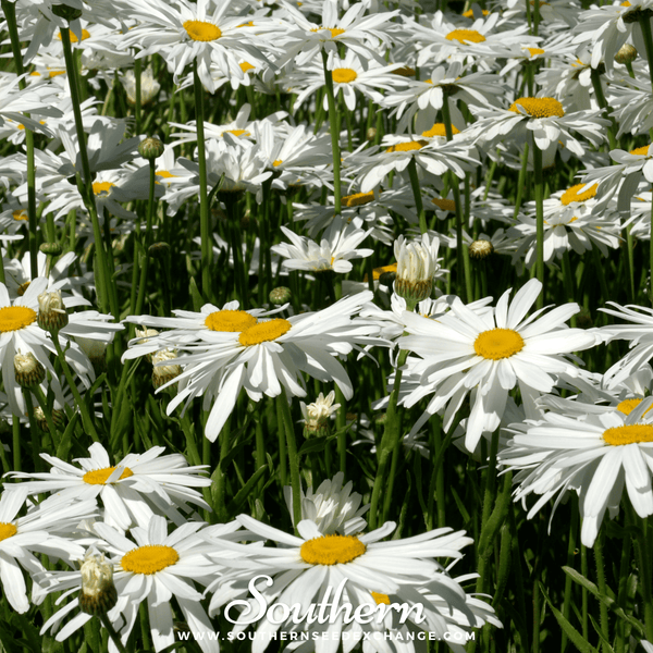 Alaska Shasta Daisy Seeds