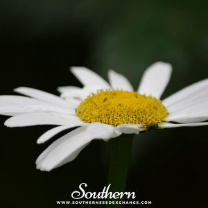 Alaska Shasta Daisy Seeds