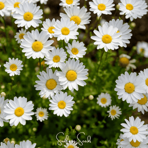 Creeping Daisy Seeds