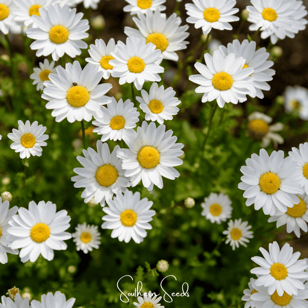 Creeping Daisy Seeds