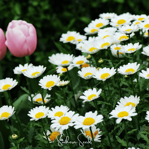 Creeping Daisy Seeds