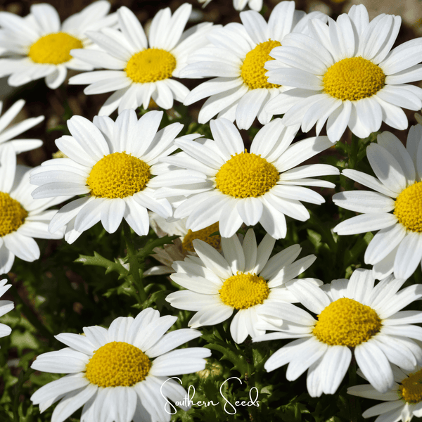 Creeping Daisy Seeds